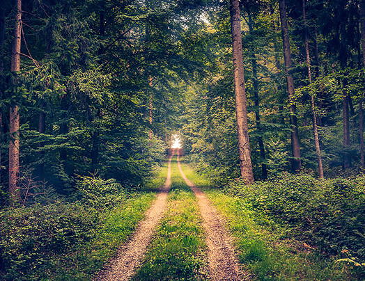 forest-large