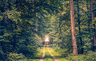 forest_trail
